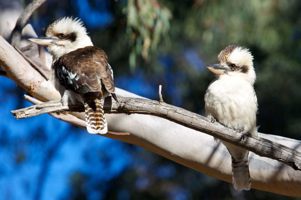 pair of Laughing Kookaburra on a branch