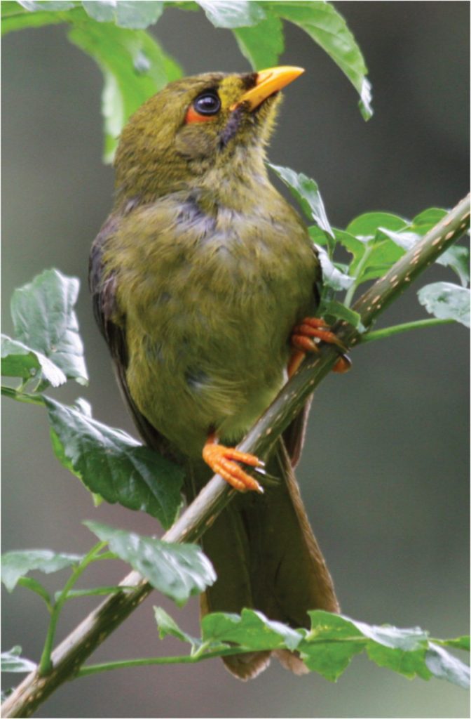 Photo of Bell Miner
