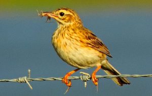 Australian Pipit with insect-laden beak