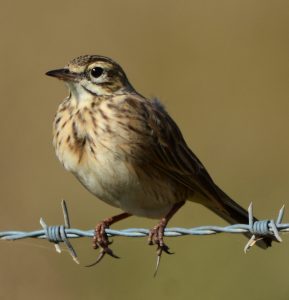 Australian Pipit showing elongated hind claws