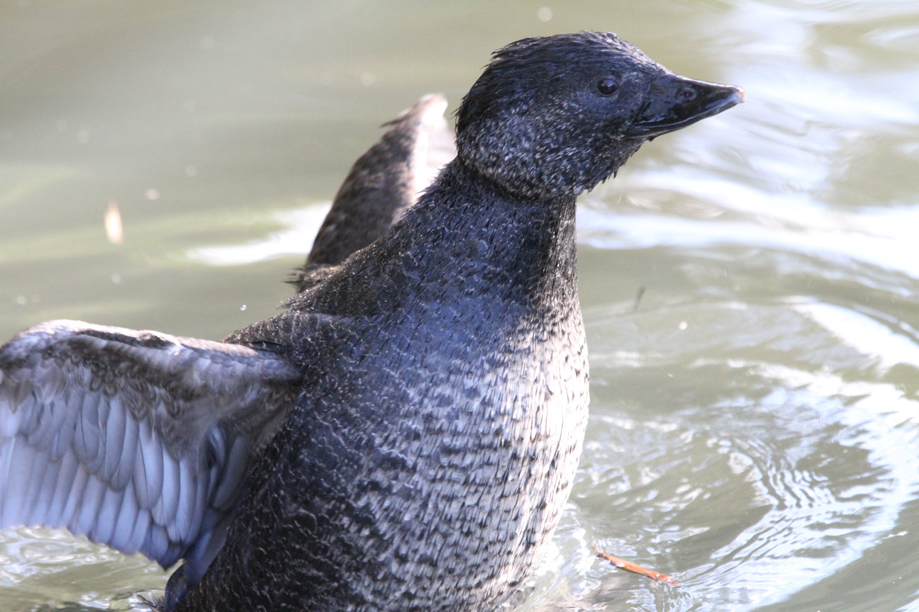 Photograph of Female Musk Duck showing small wing