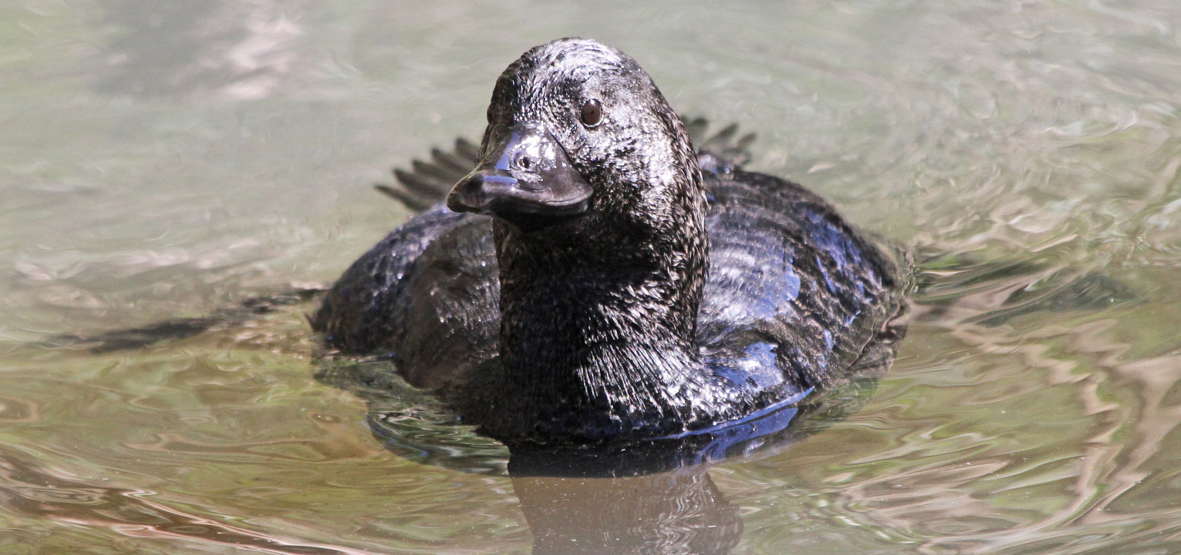 Photograph of Female Musk Duck showing stiff tail held under water and legs held out to side