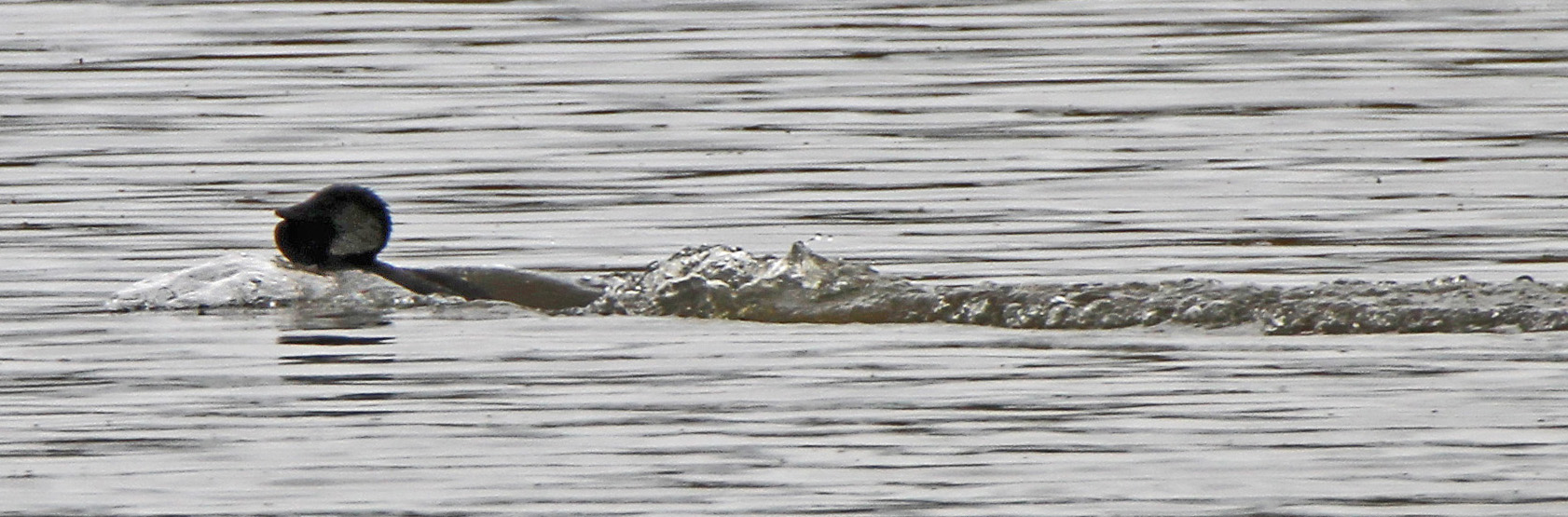 Photograph of Male Musk Duck "steaming" across Beardy Waters