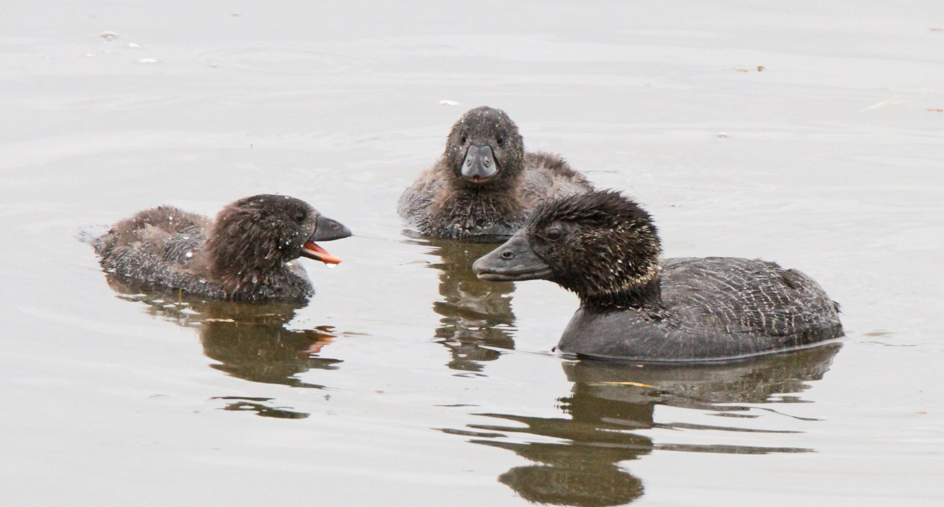 Photograph of Female Musk Duck with two demanding ducklings