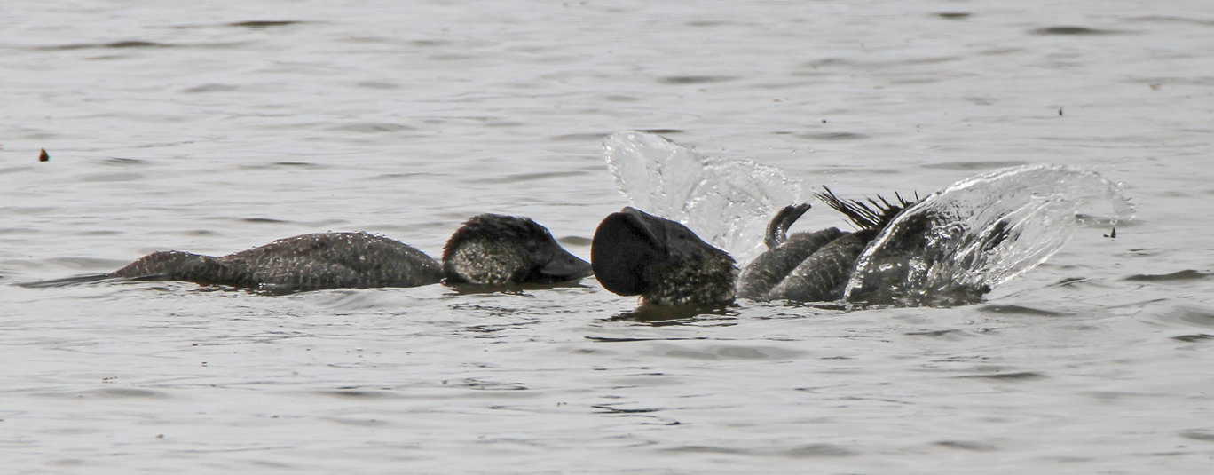 Photograph of Male Musk Duck showing pouch and doing splash display