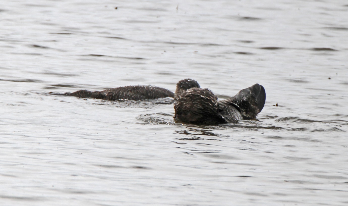 Photograph of Male Musk Duck (facing away from camera) arched so tail feathers touch head