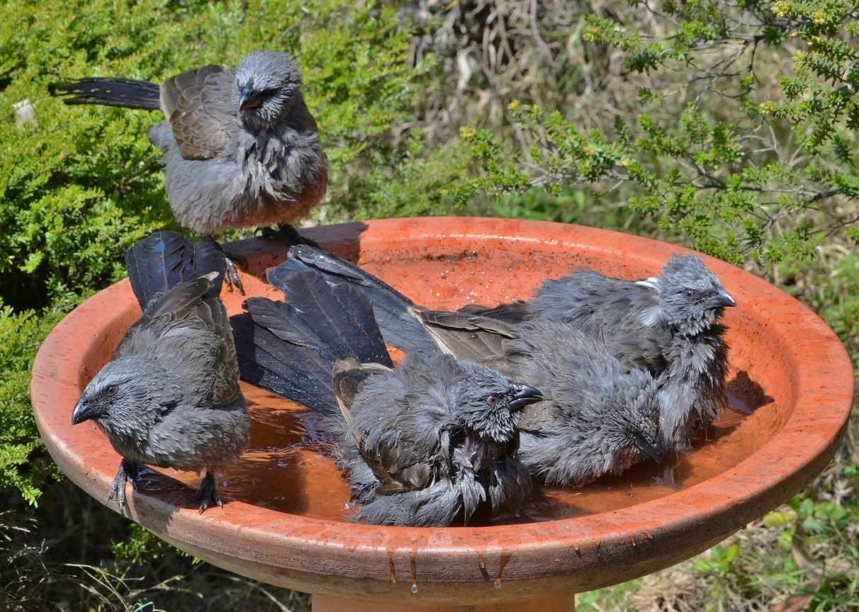 photograph of 5 apostlebirds in a birdbath