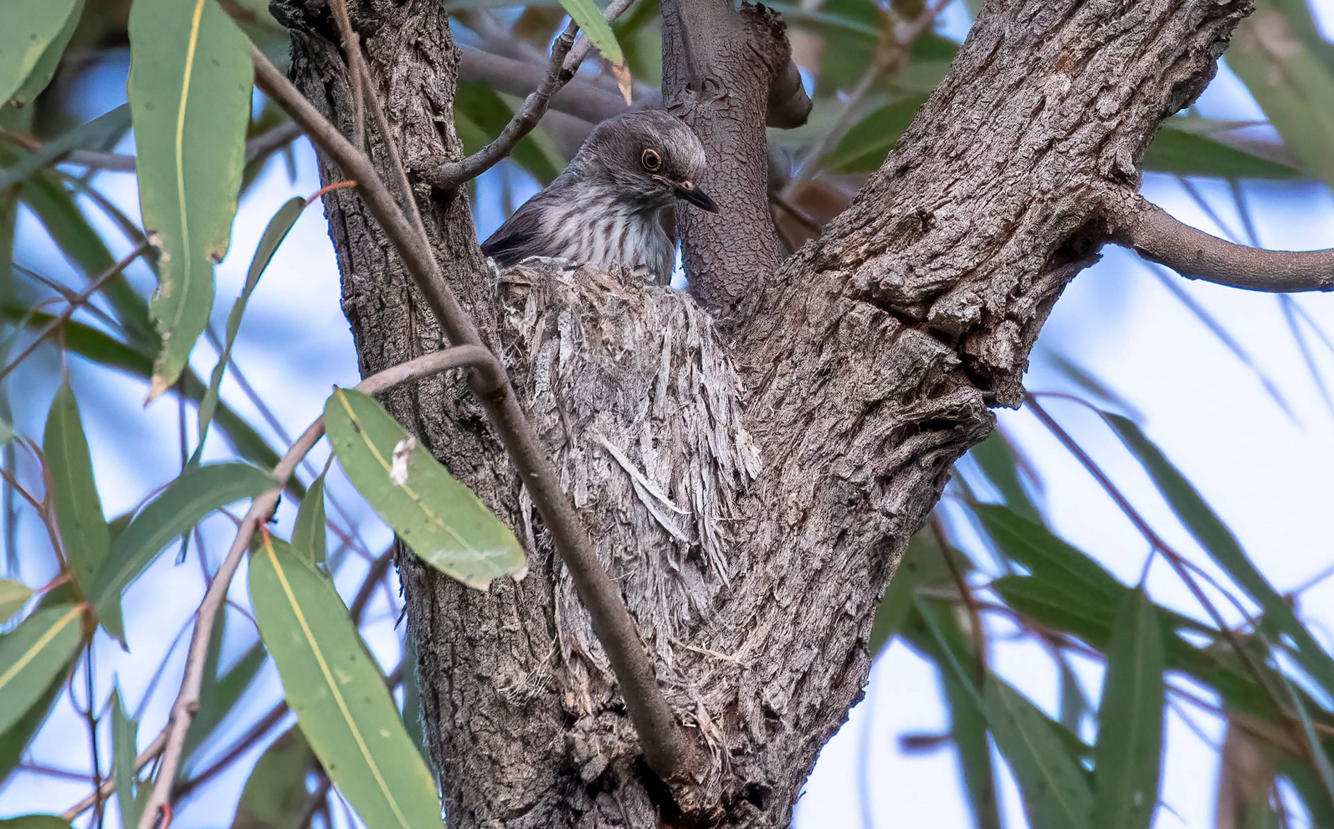 showing varied sittella sitting on well-camouflaged nest structure