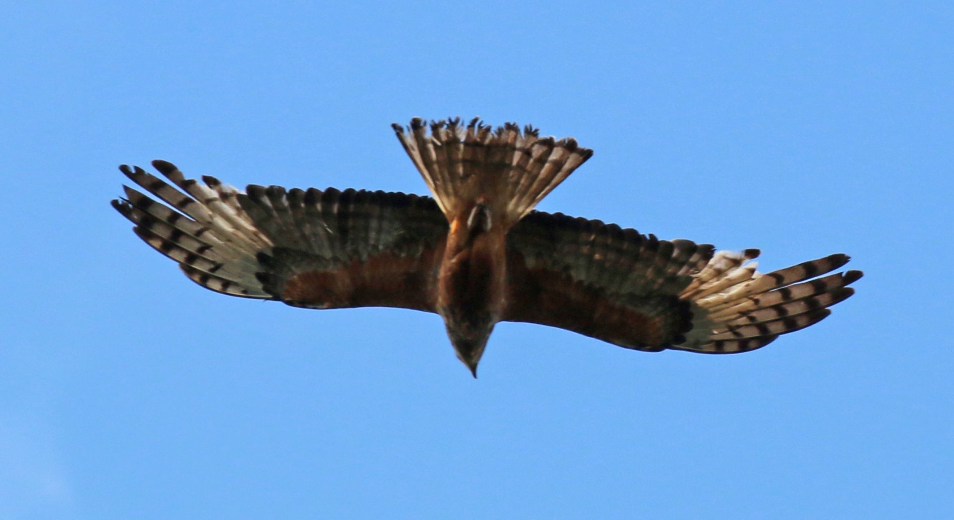 Square-tailed Kite in flight