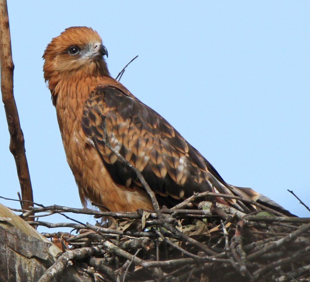 Square-tailed Kite chick at nest, Mt Coot-tha