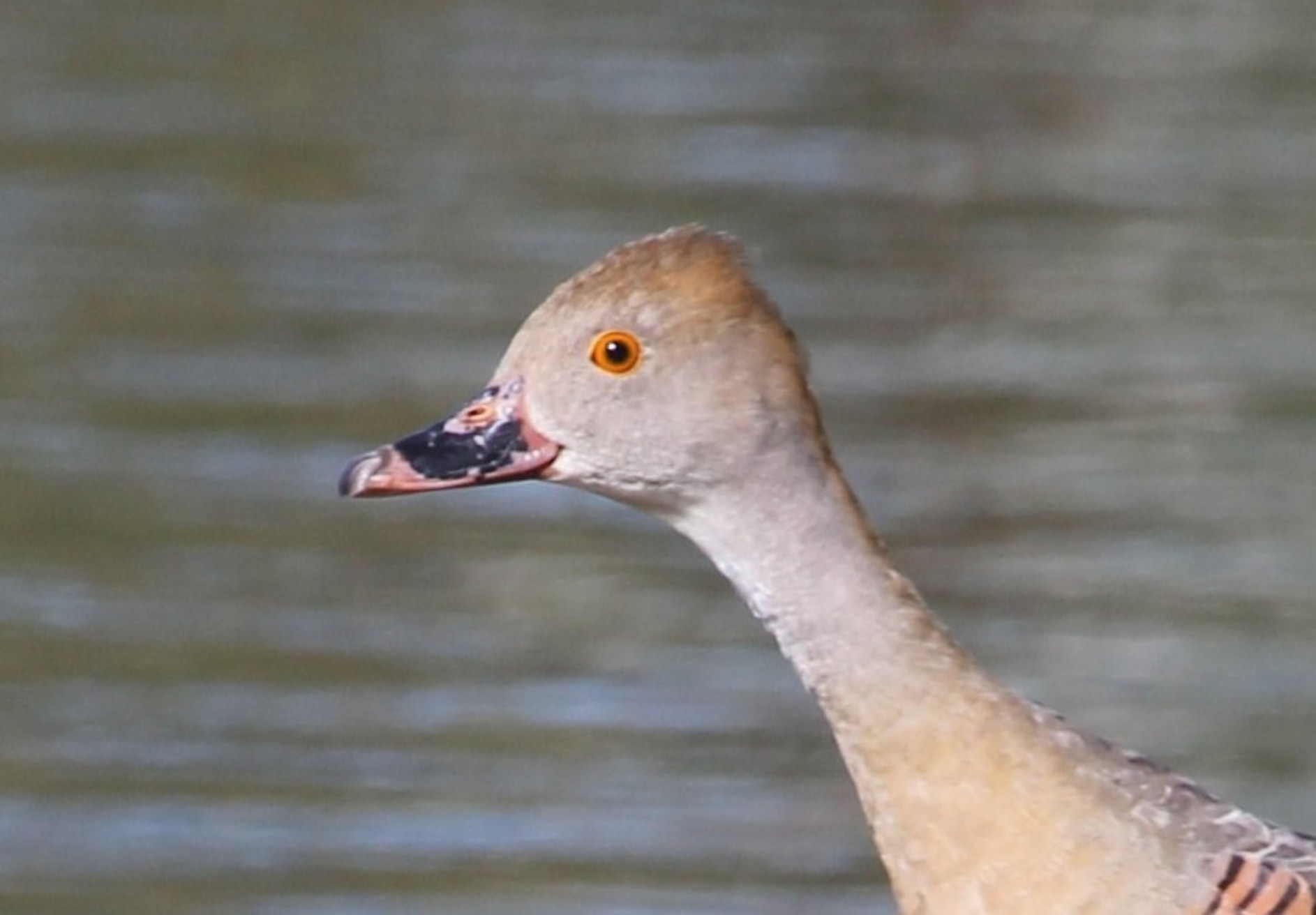 Portrait of a Plumed Whistling Duck