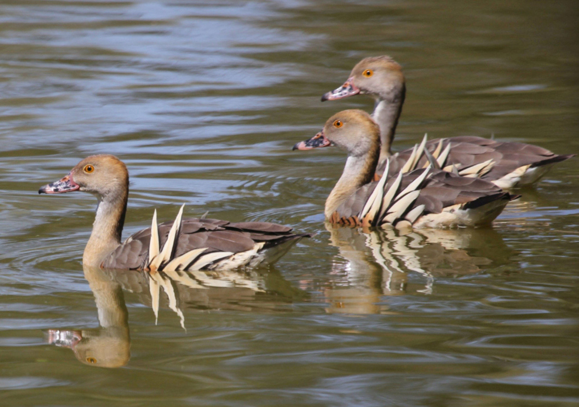 Plumed Whistling Ducks Swimming on Lake Lenore