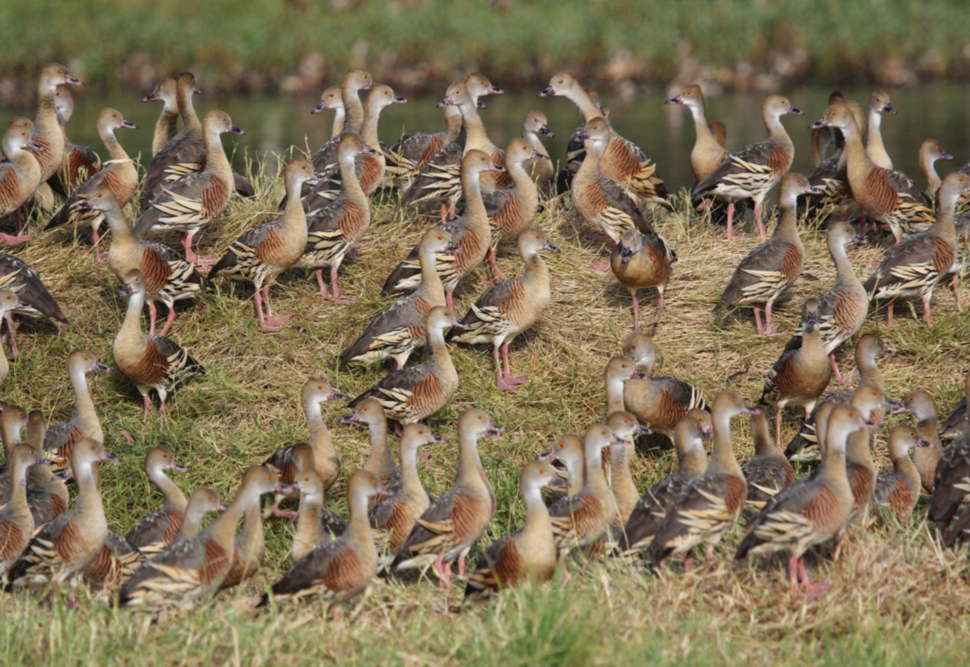 Photo of Part of a large group of Plumed Whistling Ducks at lake edge