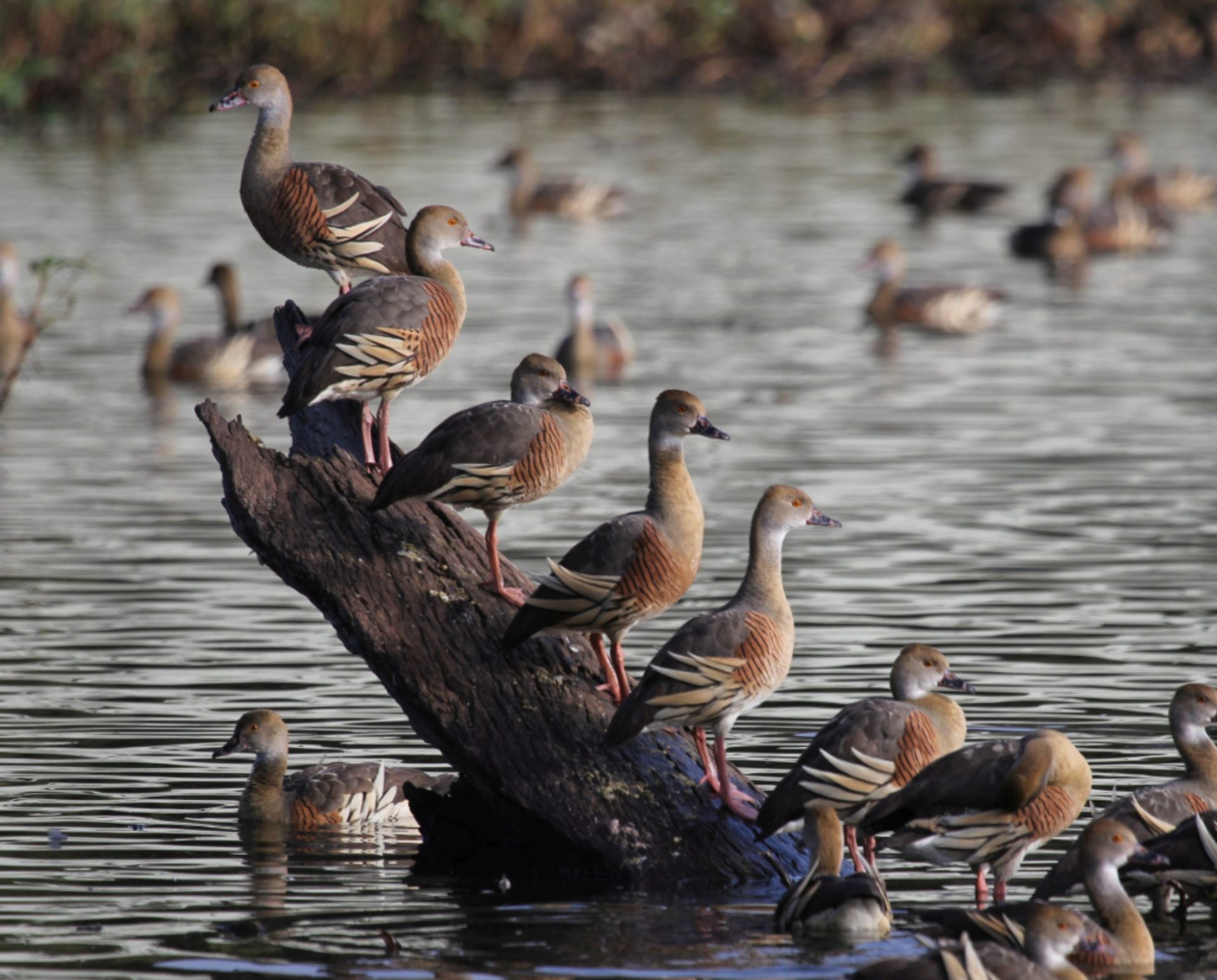 Photo of Plumed Whistling Ducks linind up along a log at Lake Lenore