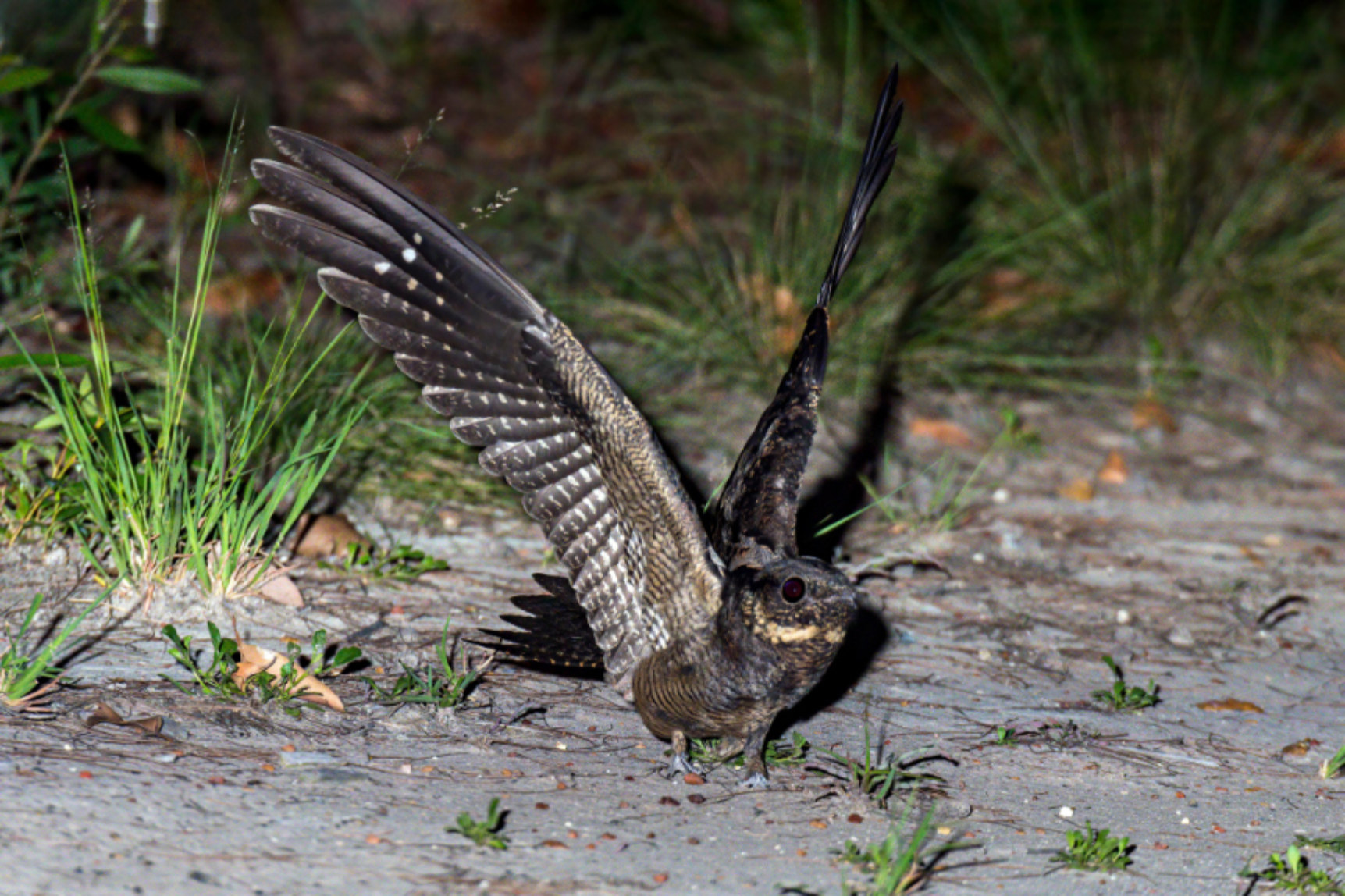 White-throated Nightjar with wings spread