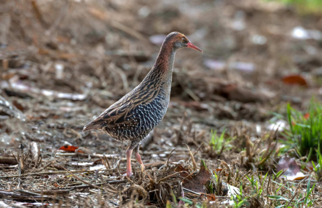 Lewin’s Rail - a rare sighting fully in the open