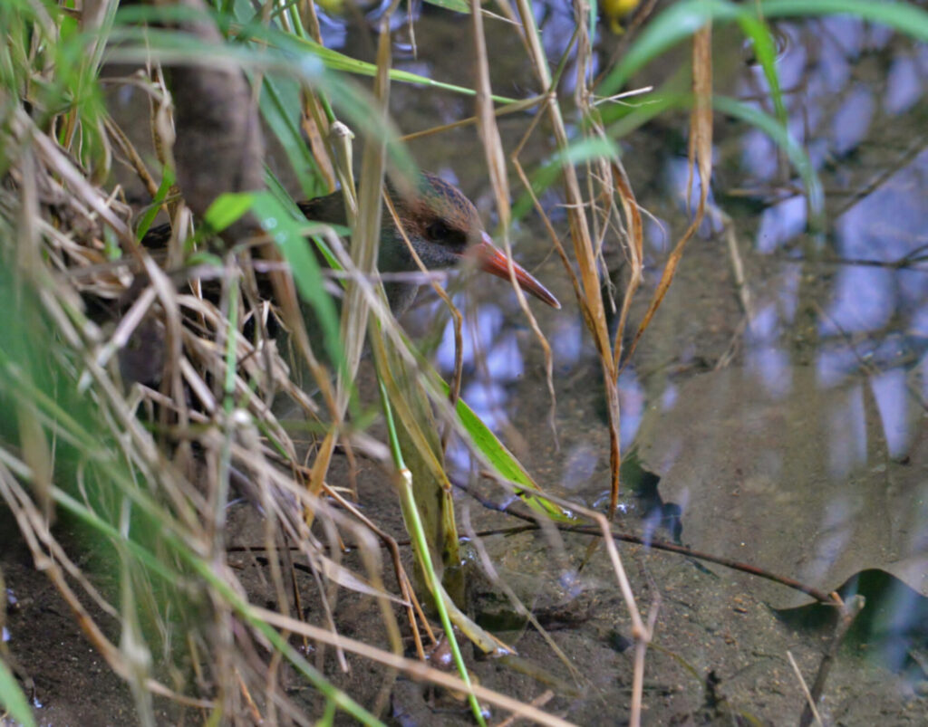Lewin’s Rail - skulking in the reeds at South Pine River