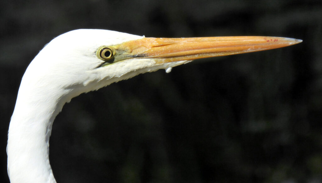 Photograph of Great Egret showing the gape extending past its eye