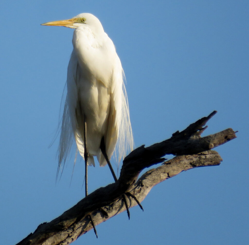 Photograph of Great Egret in breeding plumage – note no plumes on the breast as in the Intermediate Egret