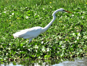 Photograph of Great Egret Adult showing the distinctive kink in the “S” shaped neck