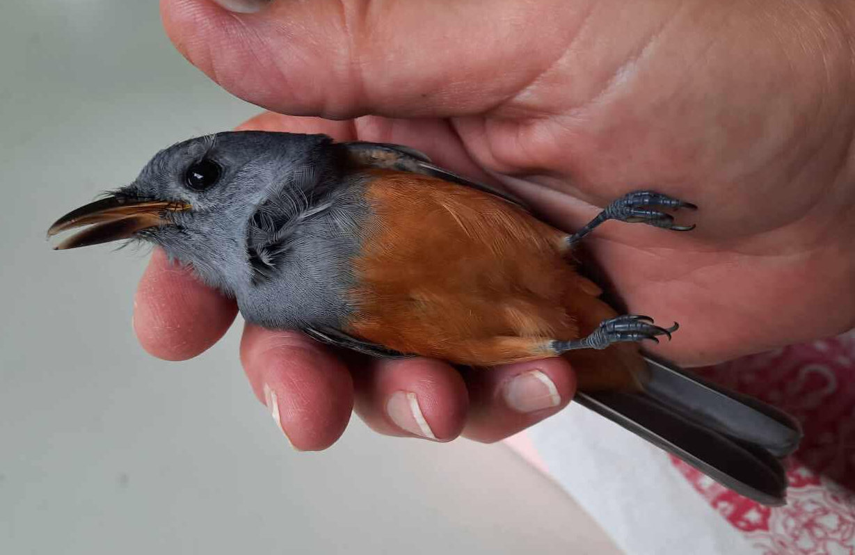 Black-faced Monarch being held in a person's hand