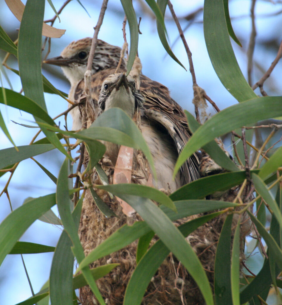 Striped Honeyeater - Chicks in nest in the outer branches of an Acacia