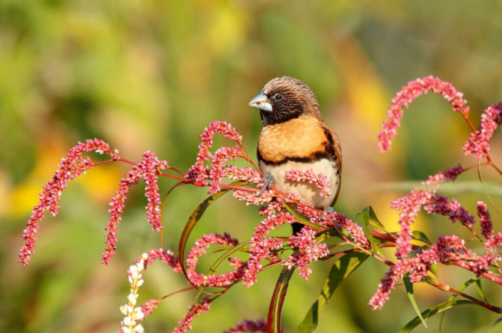 photo of Chestnut-breasted Mannikin eating red seeds