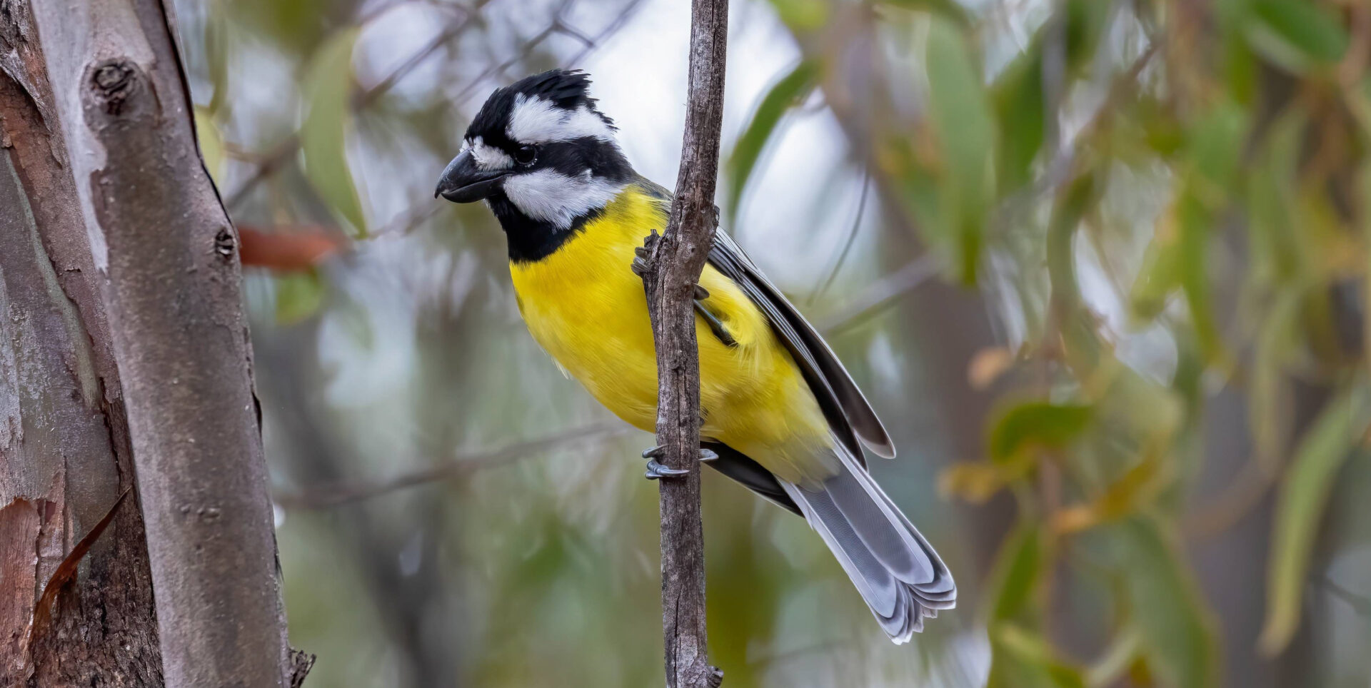 Eastern Shriketit Birds Queensland