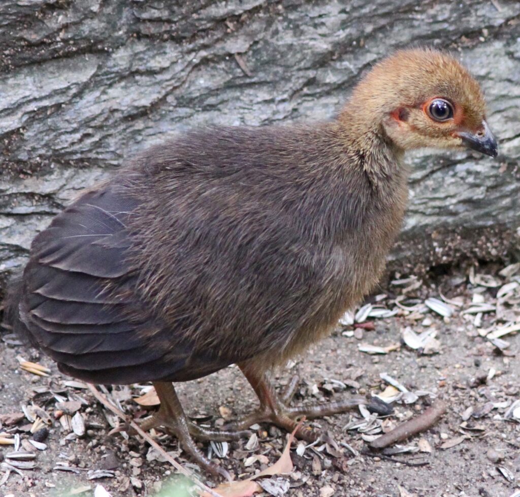 Australian Brushturkey chick