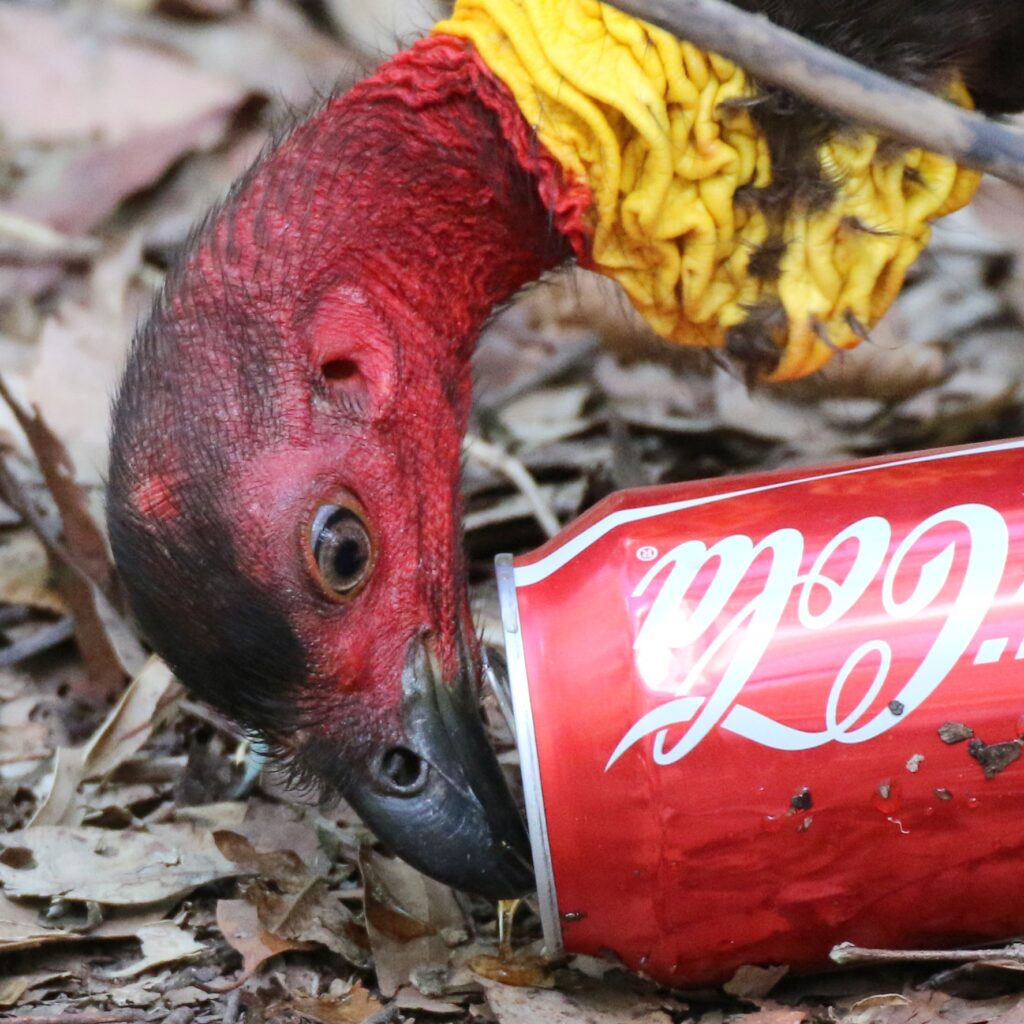 Australian Brushturkey drinking from a Coke can