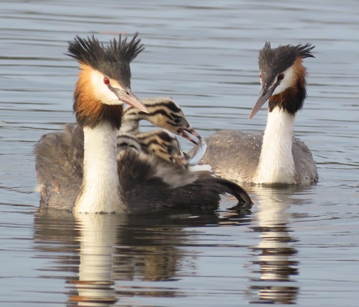 Great Crested Grebe pair with chicks riding on the back of one parent